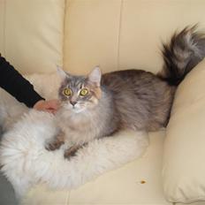 Maine Coon ingolf