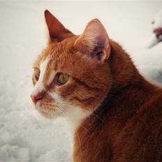 Huskat Oliver (Olle)