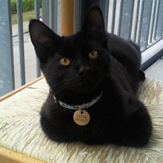 Huskat Laban (død 21.4.2010)