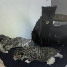 Huskat Laban (død 21.4.2010)