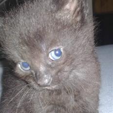 Huskat Laban (død 21.4.2010)