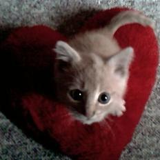 Blanding af racer Garfieldt den. 2.