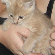 Blanding af racer Garfieldt den. 2.