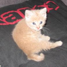 Blanding af racer Garfieldt den. 2.