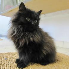 Blanding af racer Grethe