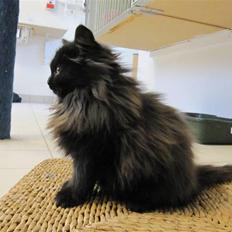 Blanding af racer Grethe