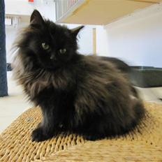 Blanding af racer Grethe