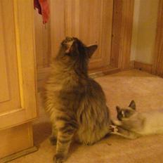 Maine Coon Mr.Ingolf