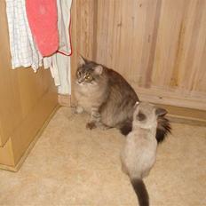 Maine Coon Mr.Ingolf