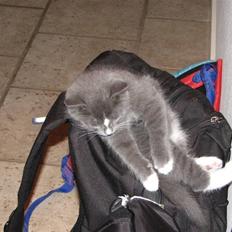 Blanding af racer Blis <3  R.I.P