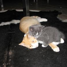 Blanding af racer Blis <3  R.I.P