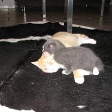 Blanding af racer Blis <3  R.I.P