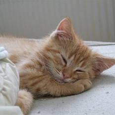 Blanding af racer zeus