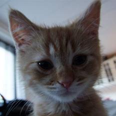 Blanding af racer zeus