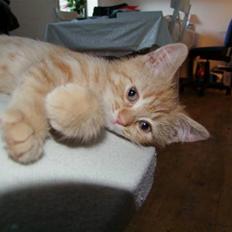 Blanding af racer zeus