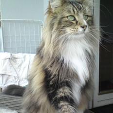 Norsk Skovkat Harmakhet´s Era (Gucci)