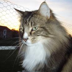 Norsk Skovkat Harmakhet´s Era (Gucci)