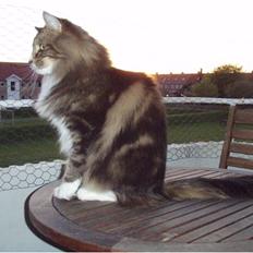 Norsk Skovkat Harmakhet´s Era (Gucci)