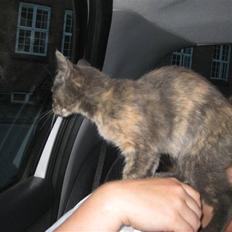 Blanding af racer Silke