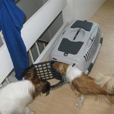 Blanding af racer Silke