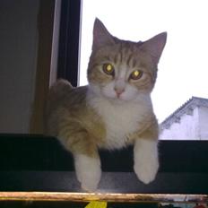 Huskat Theodor  d. 3