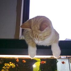 Huskat Theodor  d. 3