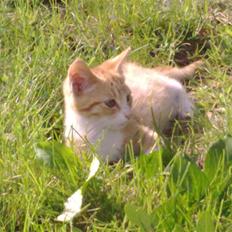 Huskat Theodor  d. 3