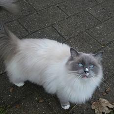 Ragdoll Uld-Bob