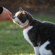 Blanding af racer MILLE<3 *Sov sødt! :'(*