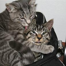 Blanding af racer Muki - Løbet væk 