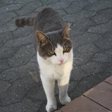 Blanding af racer OLIVER<3 *Sov sødt min engel :-'(<3*