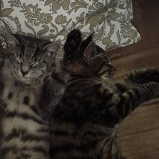 Blanding af racer Muki - Løbet væk 