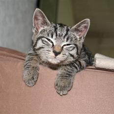 Blanding af racer Marley