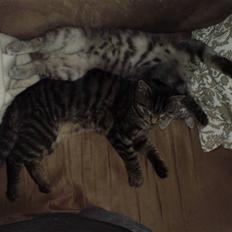 Blanding af racer Marley