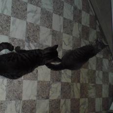 Blanding af racer Marley