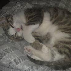 Blanding af racer Kiara