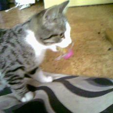 Blanding af racer Kiara