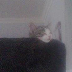 Blanding af racer Kiara