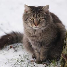 Blanding af racer Vaskebjørn-Kurt - SAVNET!