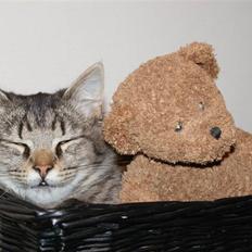 Blanding af racer Vaskebjørn-Kurt - SAVNET!