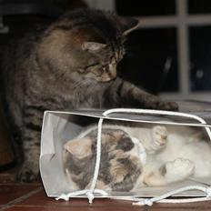 Blanding af racer Vaskebjørn-Kurt - SAVNET!