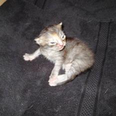 Blanding af racer Liv