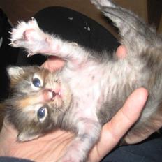 Blanding af racer Liv