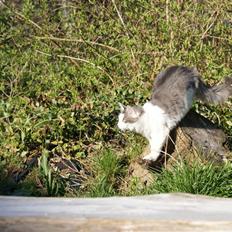 Norsk Skovkat Berit *Bimse*