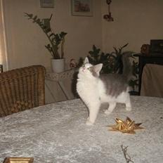 Norsk Skovkat Berit *Bimse*