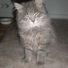 Blanding af racer R.I.P Nala