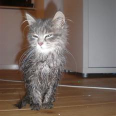 Blanding af racer R.I.P Nala