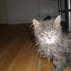 Blanding af racer R.I.P Nala