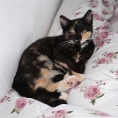 Blanding af racer R.I.P Lundini (grimmemis)