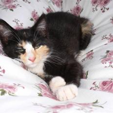 Blanding af racer Nassenberg R.I.P